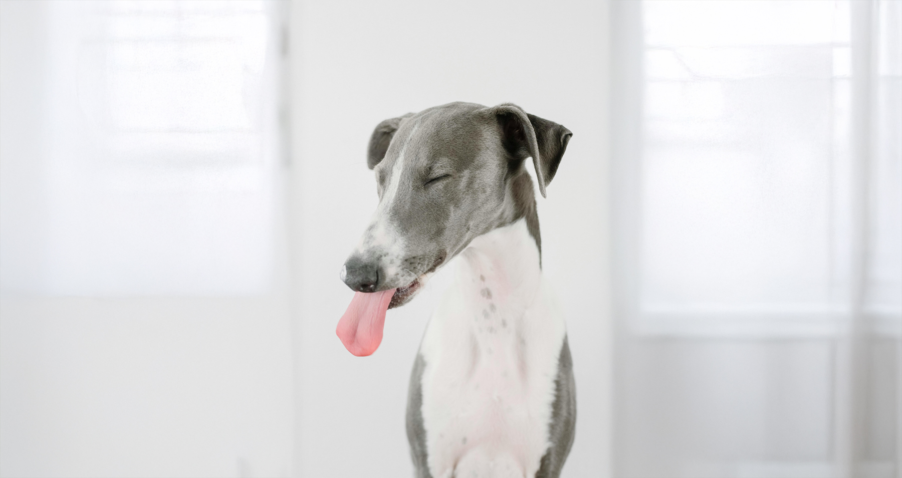 Greyhound with tongue out